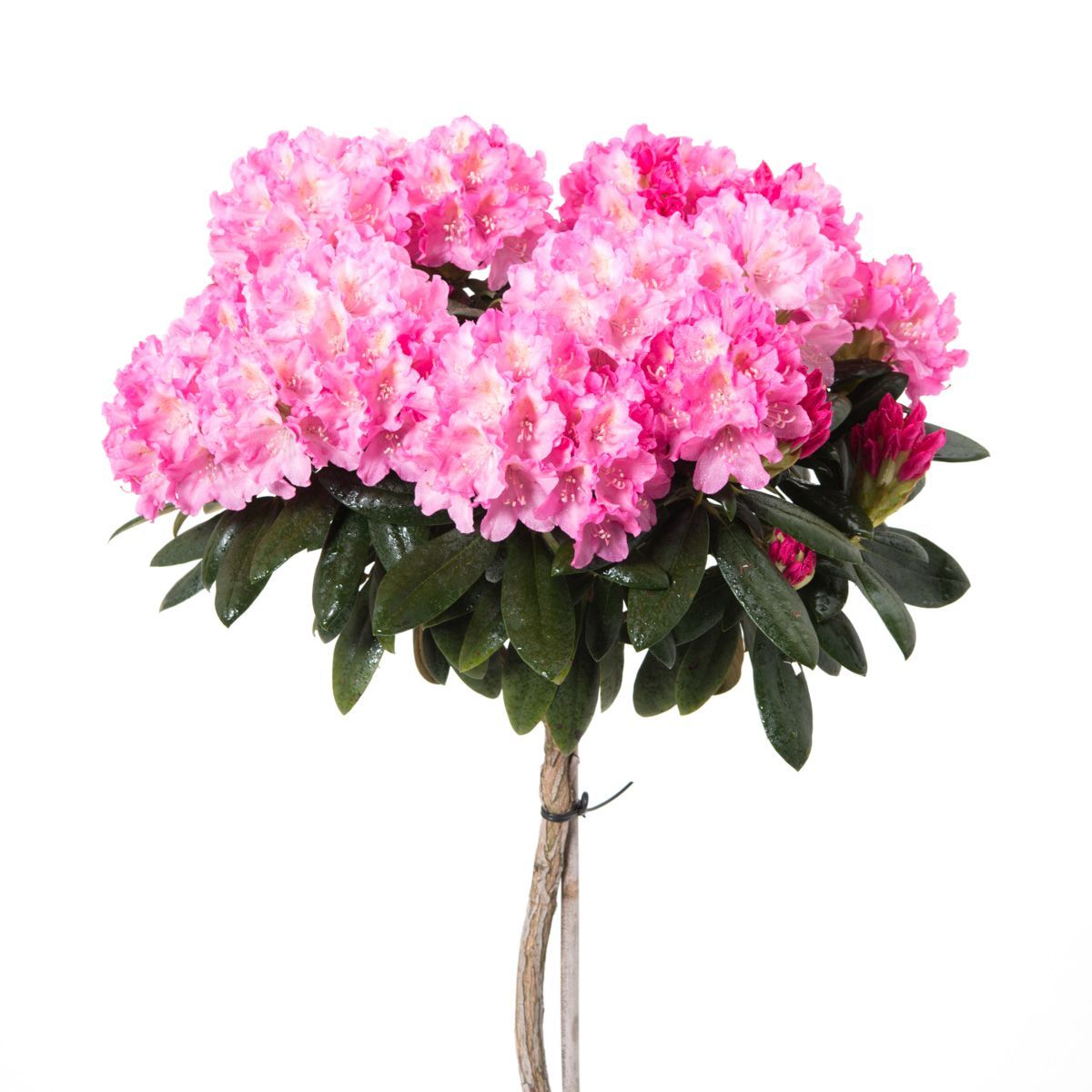 Rododendras 'Kalinka' (skiepytas) 80cm
