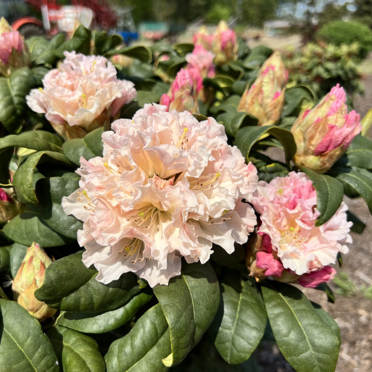 Rododendras 'Kotnov'