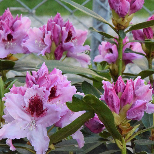 Rododendras ‘Królowa Jadwiga’