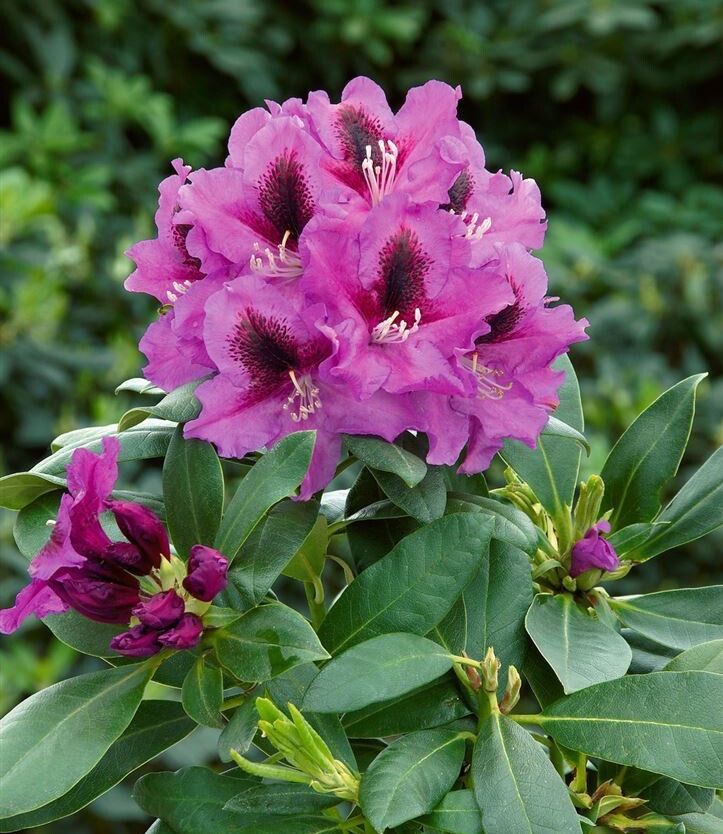 Rododendras ‘Rasputin’
