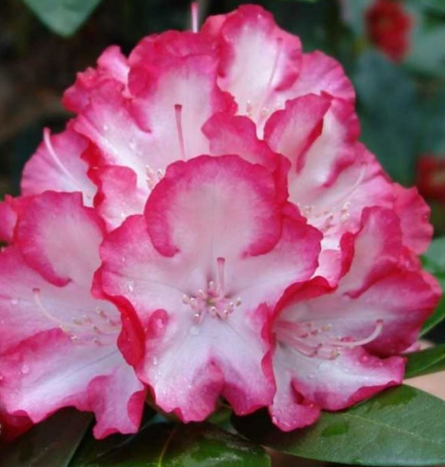 Rododendrai 'Ann Lindsay'