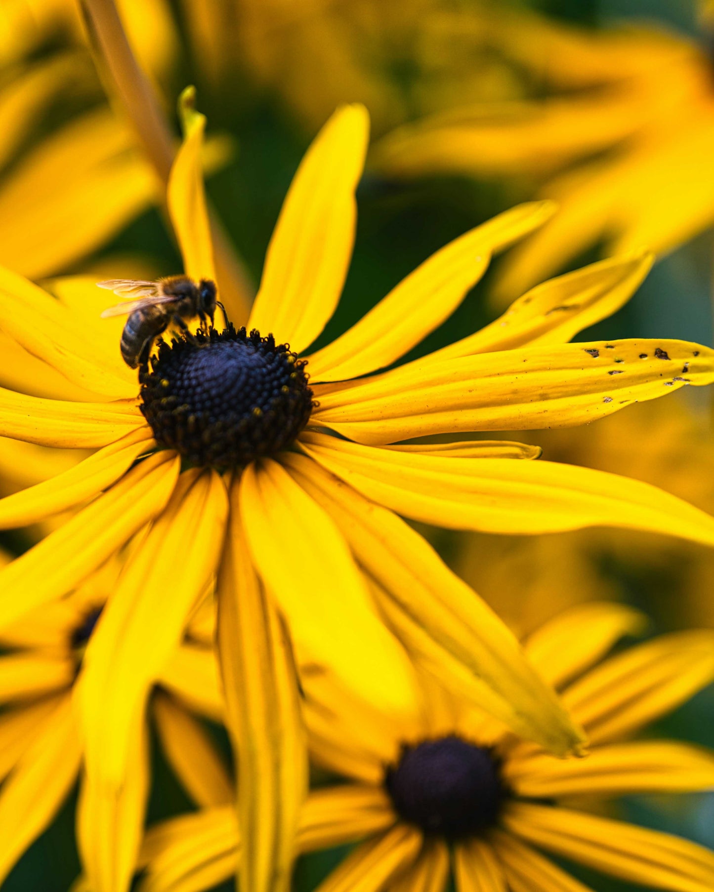 Rudbekija 'Forever Gold'