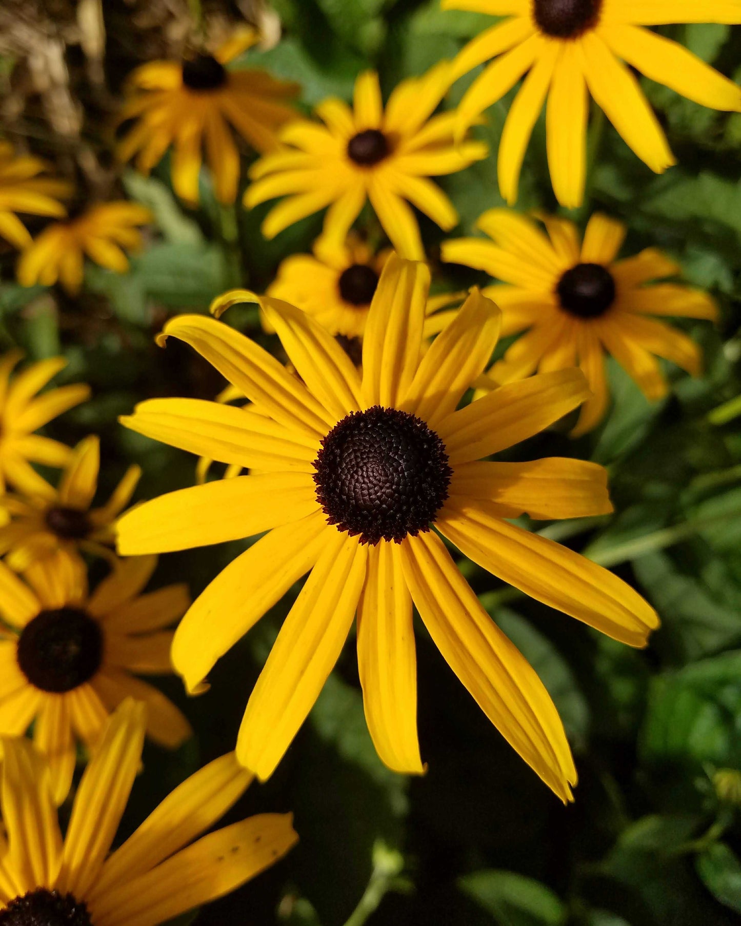 Rudbekija 'Forever Gold'