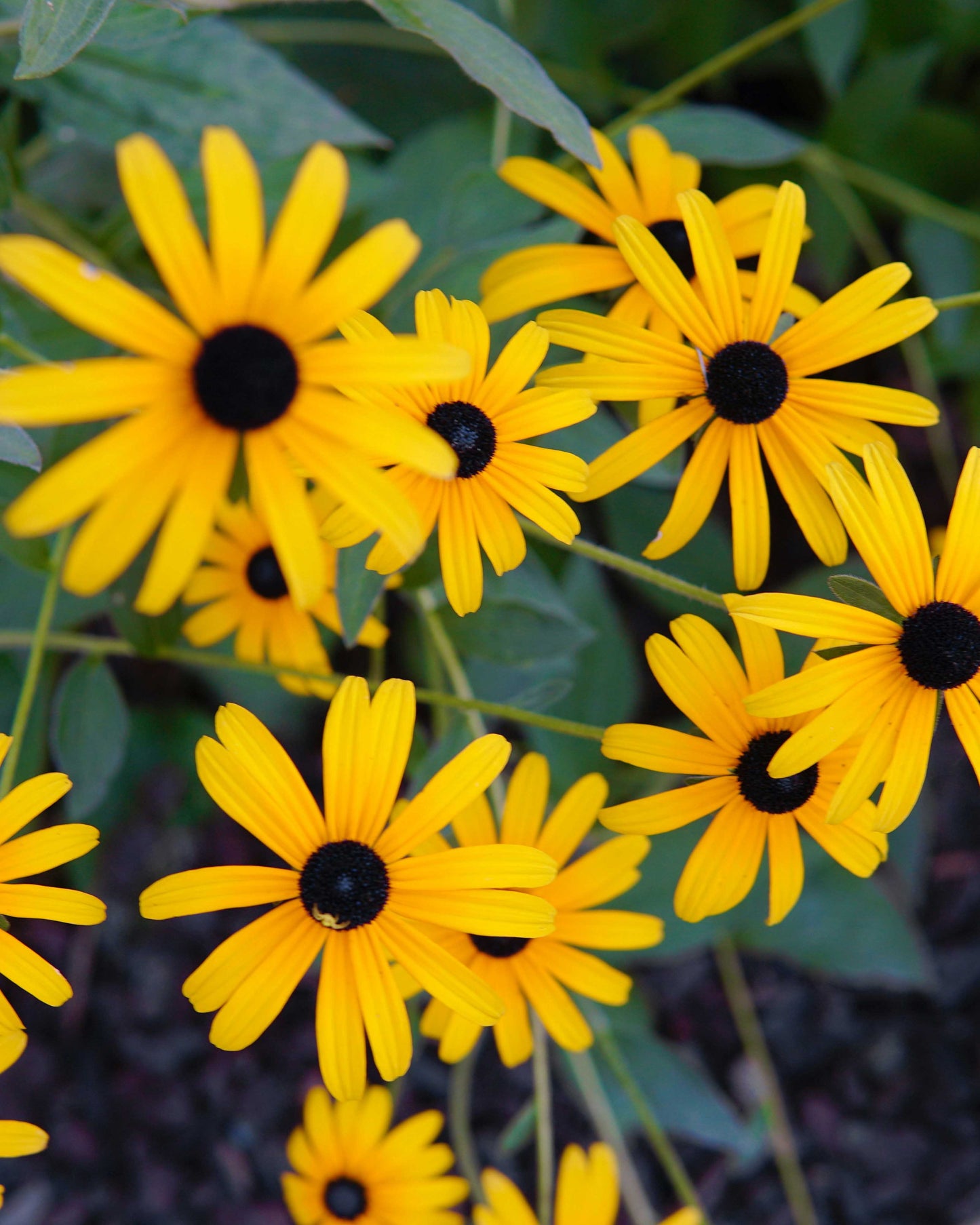 Rudbekija 'Forever Gold'
