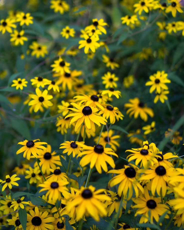 Rudbekija 'Forever Gold'