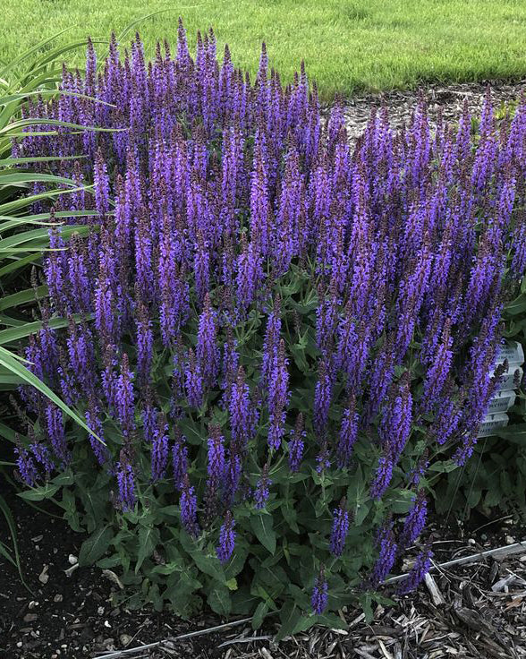 Šalavijas ‘Midnight Purple’