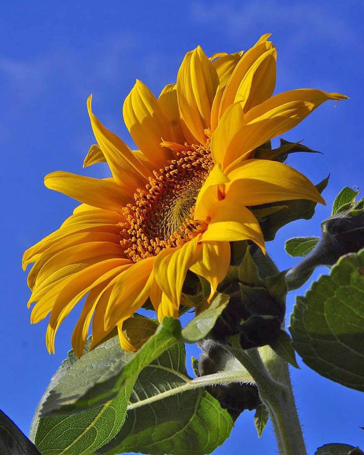 Dekoratyvinė saulėgrąža