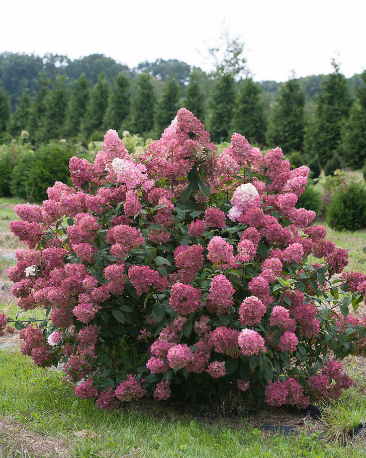 Šluotelinė hortenzija 'Fire Light'