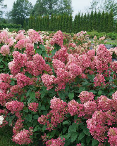 Šluotelinė hortenzija 'Fire Light'