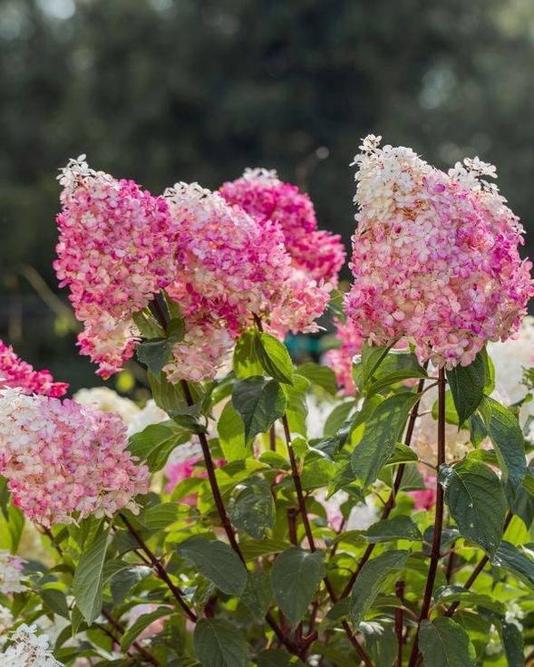 Šluotelinė hortenzija 'Fraise Melba'
