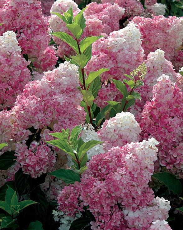 Šluotelinė hortenzija 'Vanille Fraise'