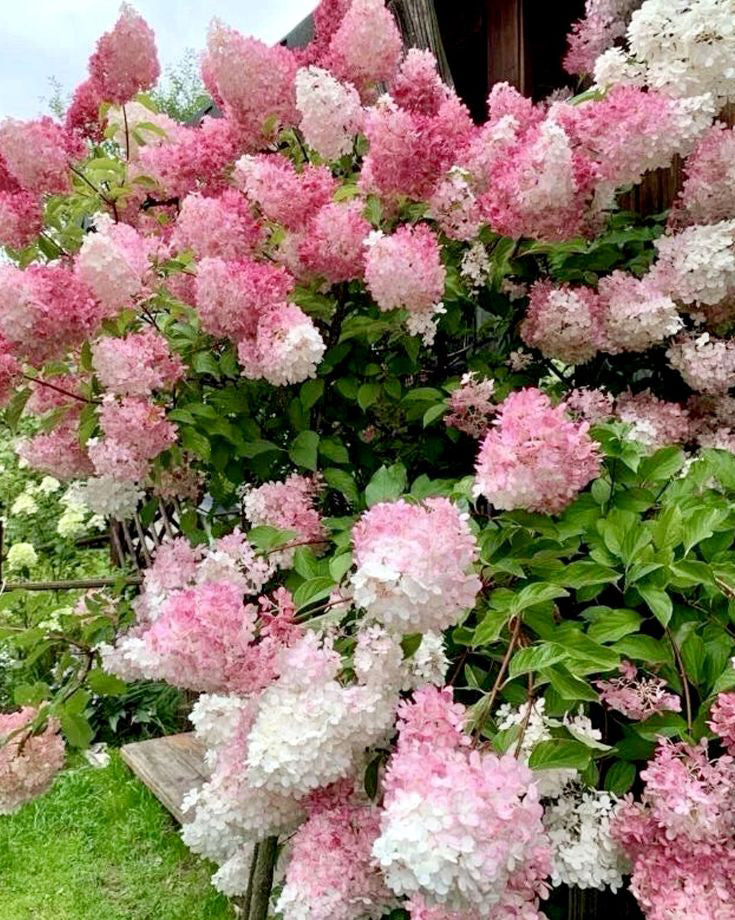 Šluotelinė hortenzija 'Vanille Fraise'