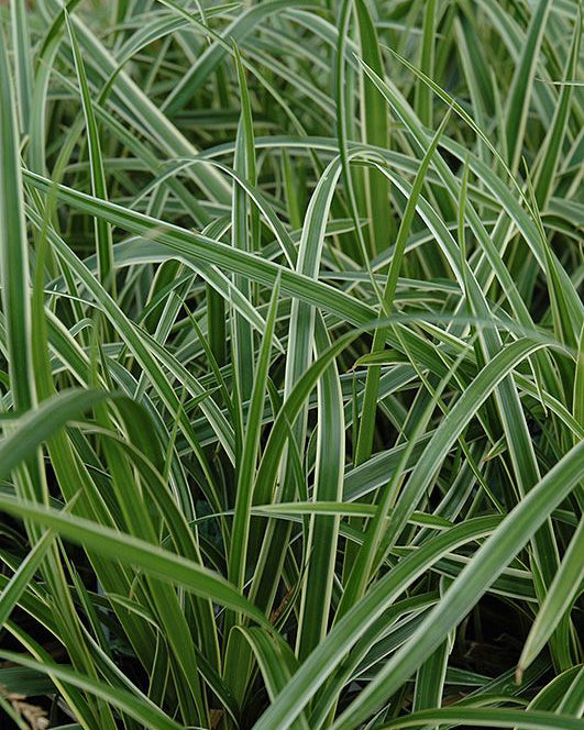 Smilga Carex 'Ice Dance'