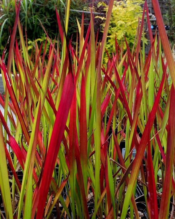 Smilga 'Imperata Cylindrica Red Baron'