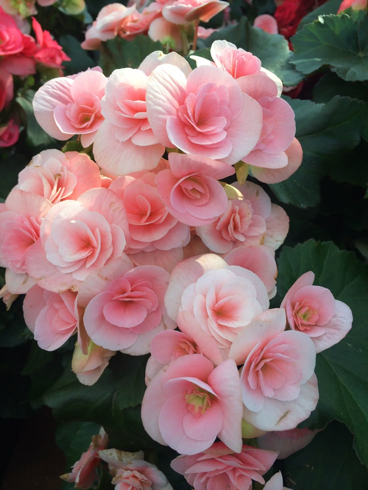 Smulkiažiedė Begonija rožinė