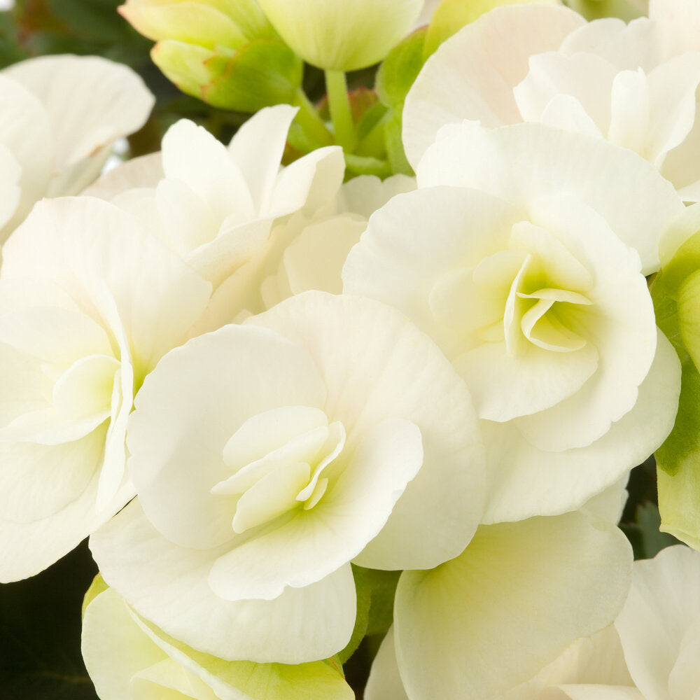 Smulkiažiedė Begonija balta