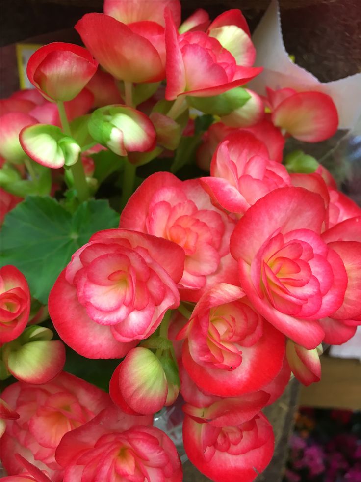 Smulkiažiedė Begonija raudona su baltu viduriu