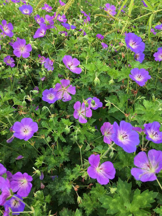 Snaputis 'Rozanne'