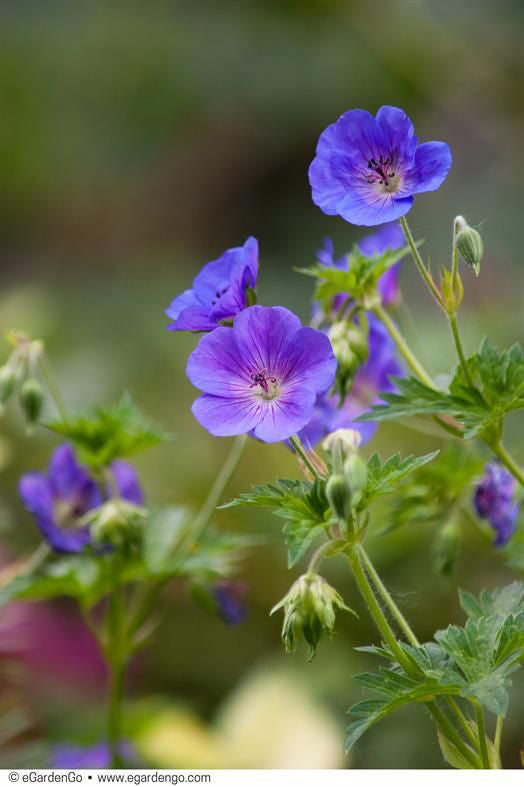 Snaputis 'Rozanne'