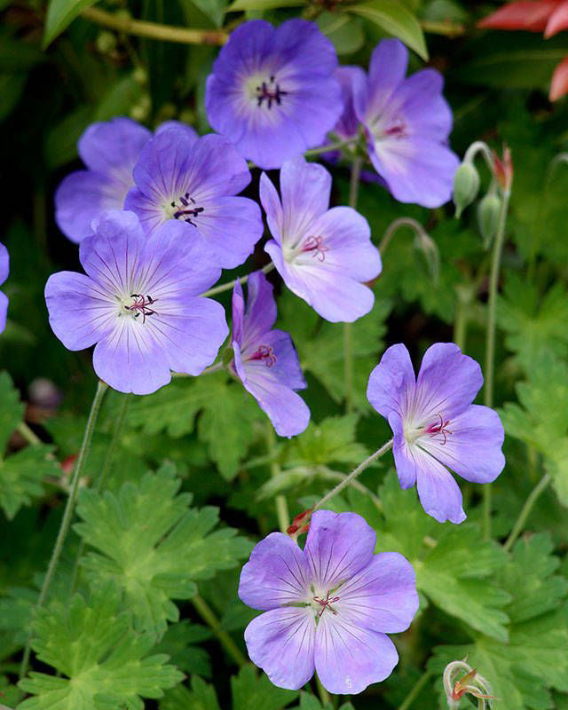 Snaputis 'Rozanne'