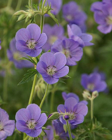 Snaputis 'Rozanne'