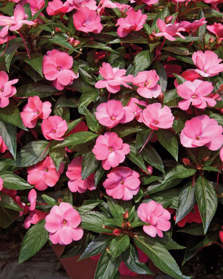 Sprigė šviesiai rūžava