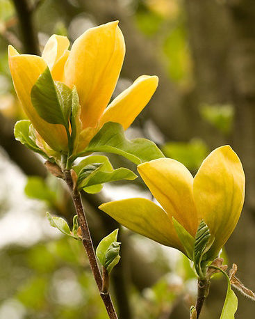 Magnolija 'Daphne'