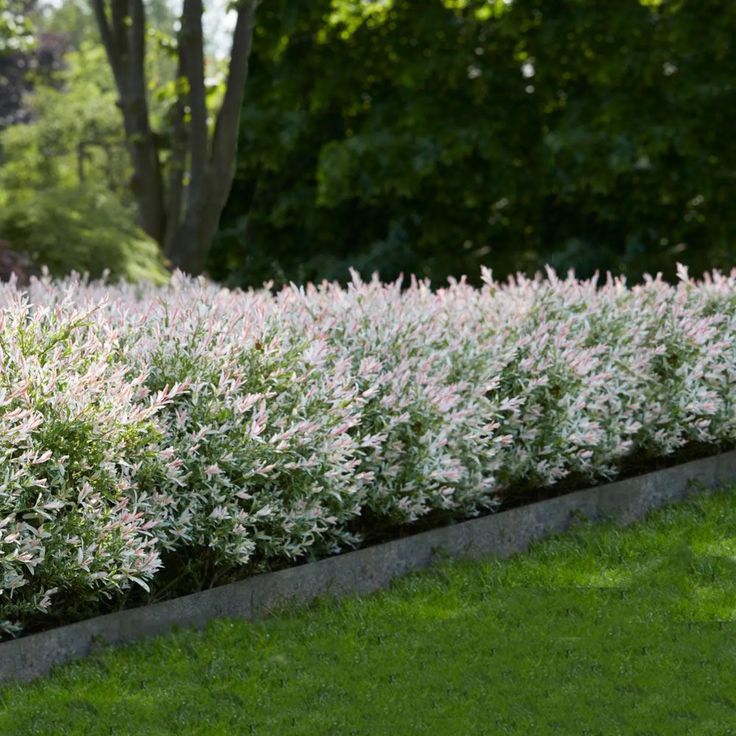 Sveikalapis gluosnis ‘Hakuro Nishiki’