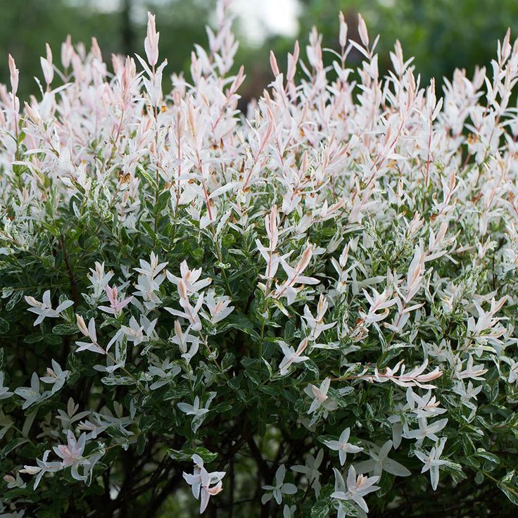 Sveikalapis gluosnis 'Hakuro-nishiki' FP