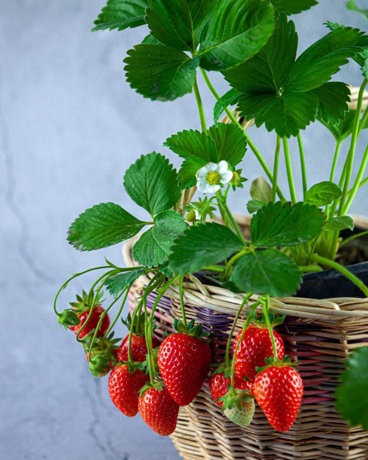 Svyrančios remontantinės braškės
