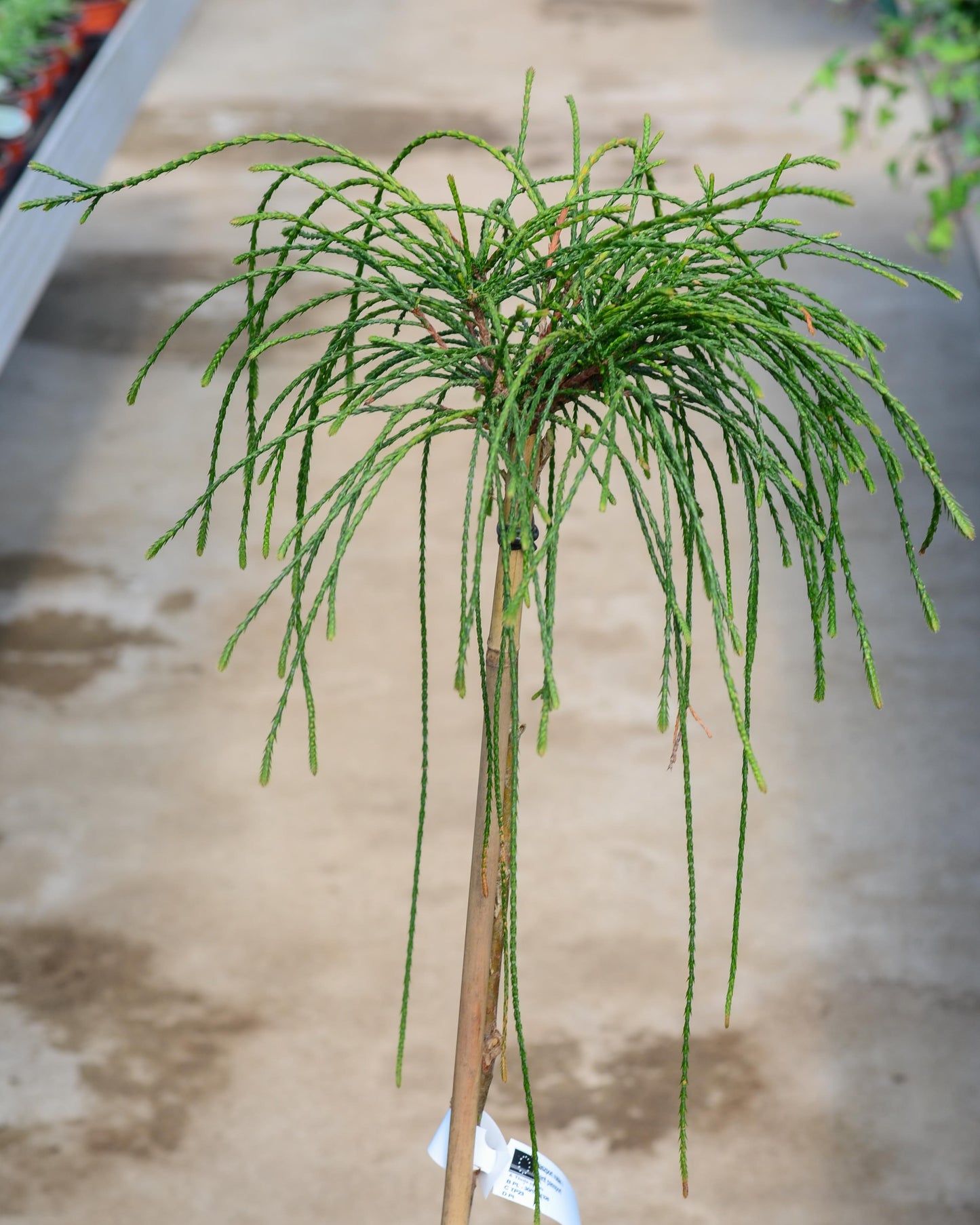 Tuja ‘Whipcord' skiepyta