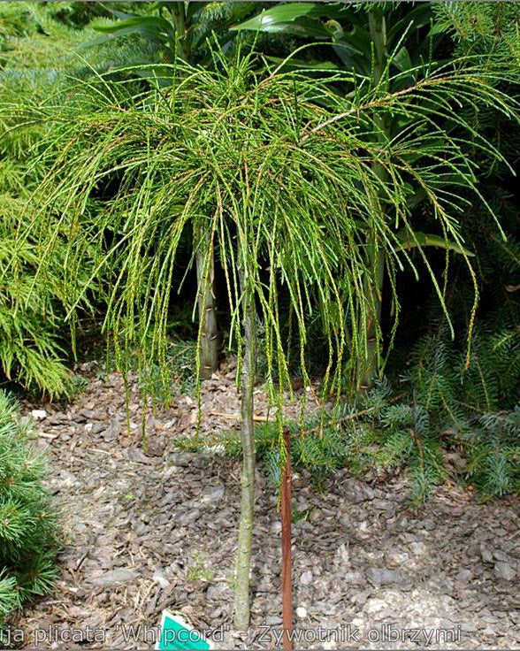 Tuja ‘Whipcord' skiepyta