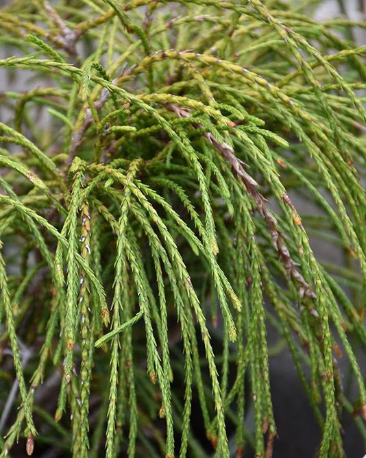 Tuja ‘Whipcord' skiepyta