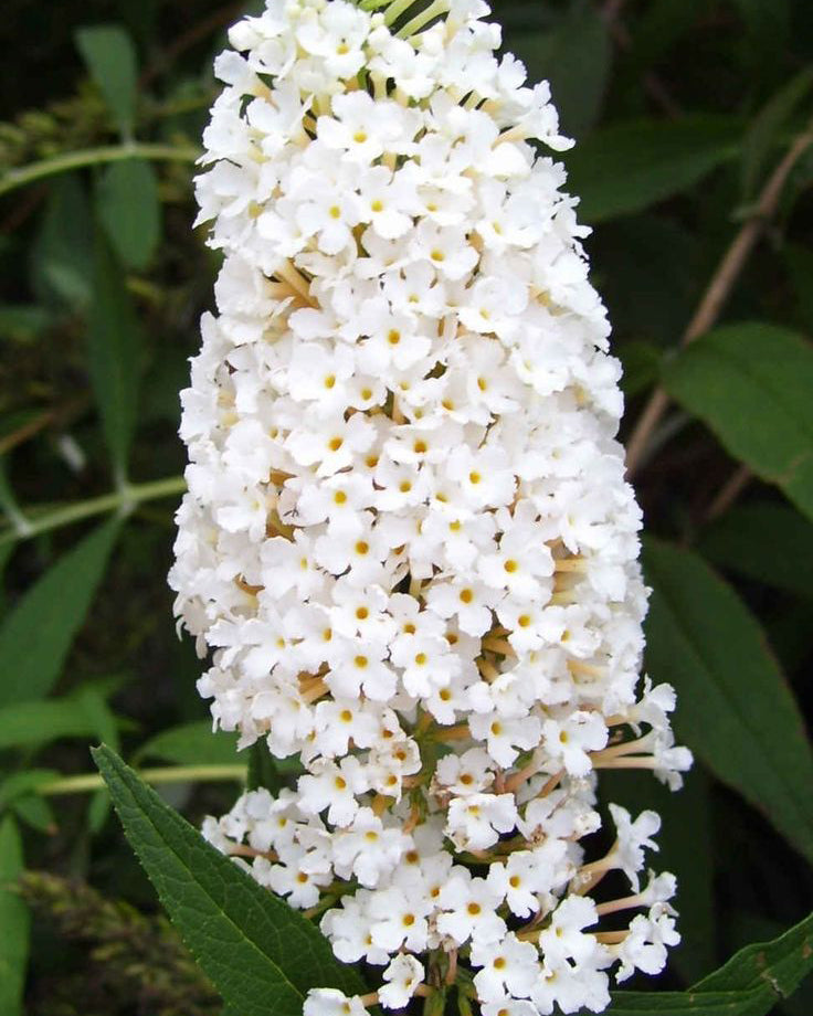 Budlėja ‘White Profusion’