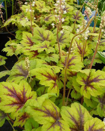 Alūnė 'Gold Zebra'