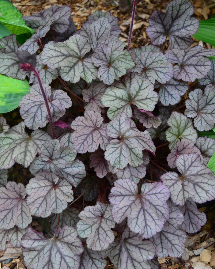 Alūnė 'Cinnabar Silver'