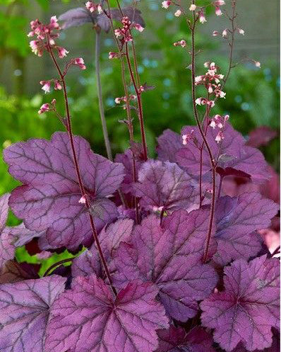 Alūnė 'Forever Purple'