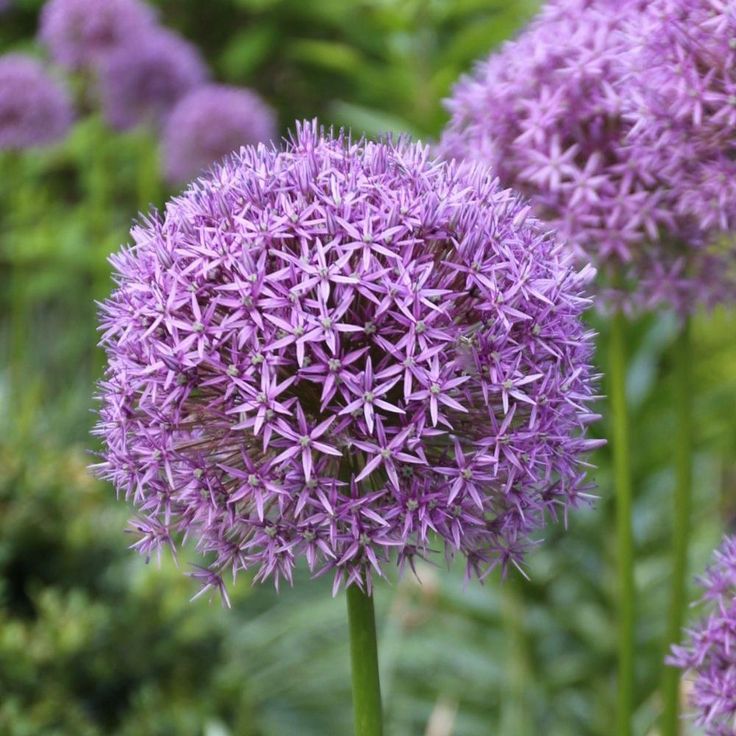 Dekoratyvinis česnakas 'Gladiator'