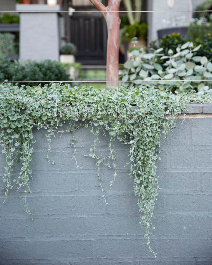 Dichondra