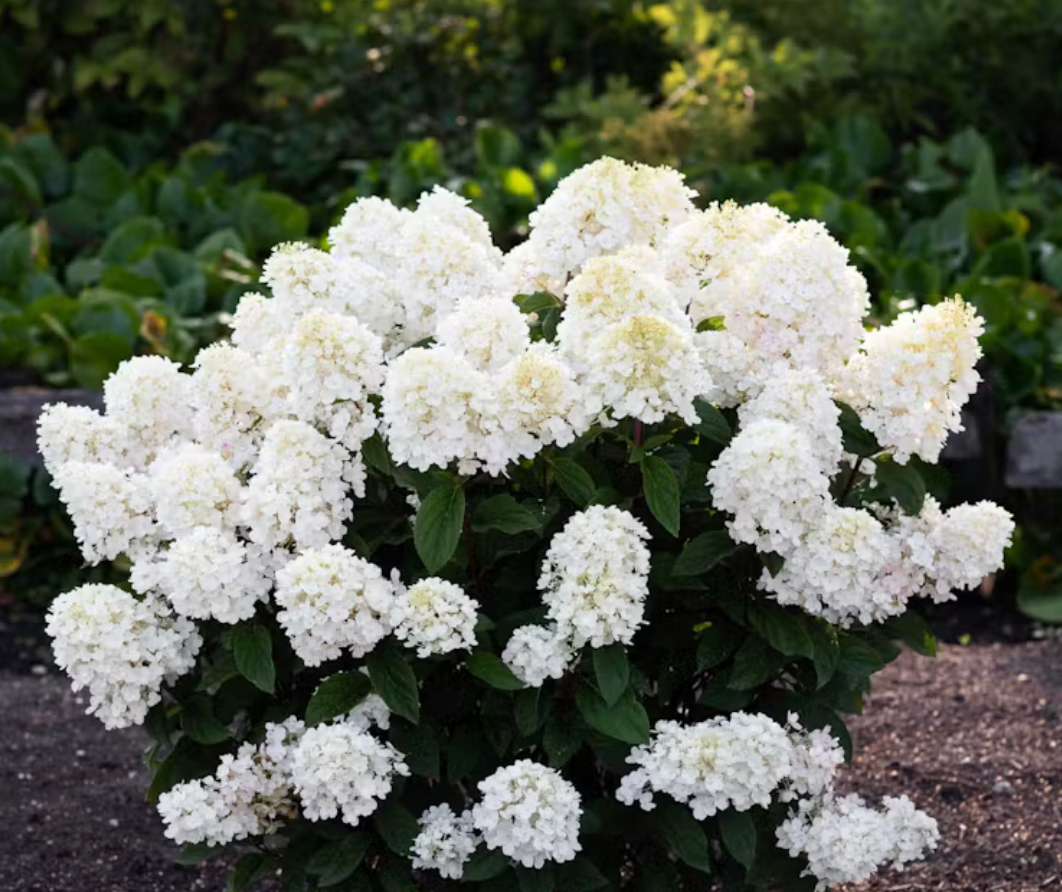 Šluotelinė hortenzija 'Living Little Blossom'®