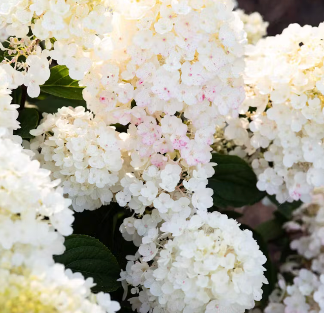 Šluotelinė hortenzija 'Living Little Blossom'®