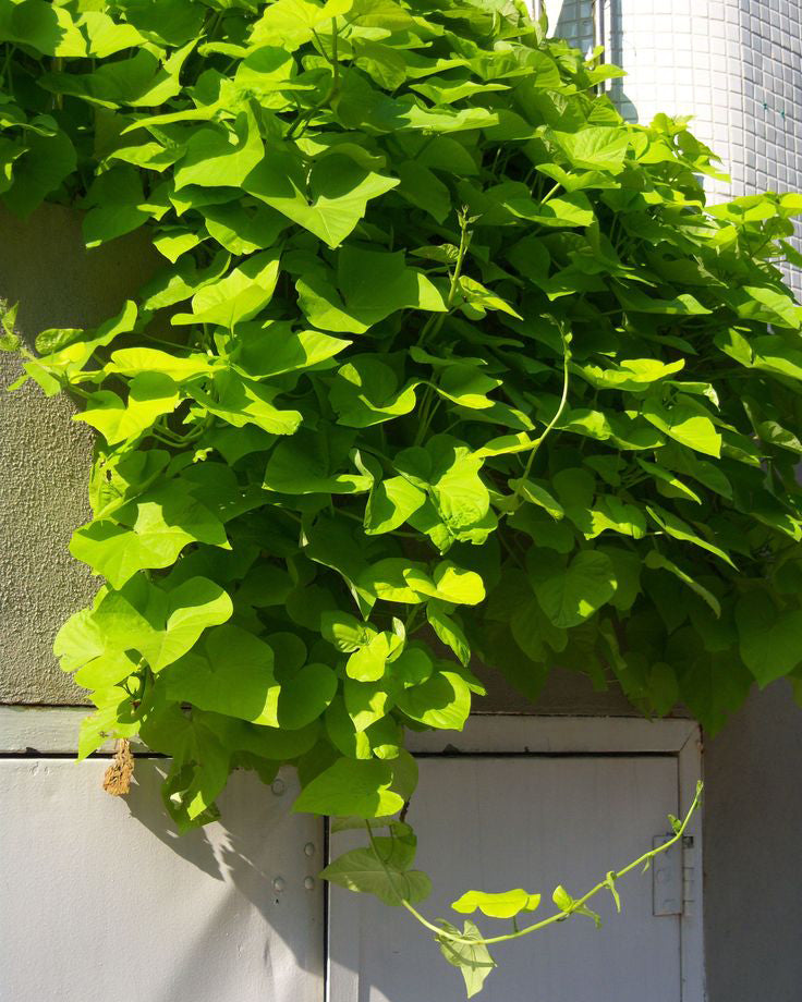 Ipomėja salotinė apvalialapė