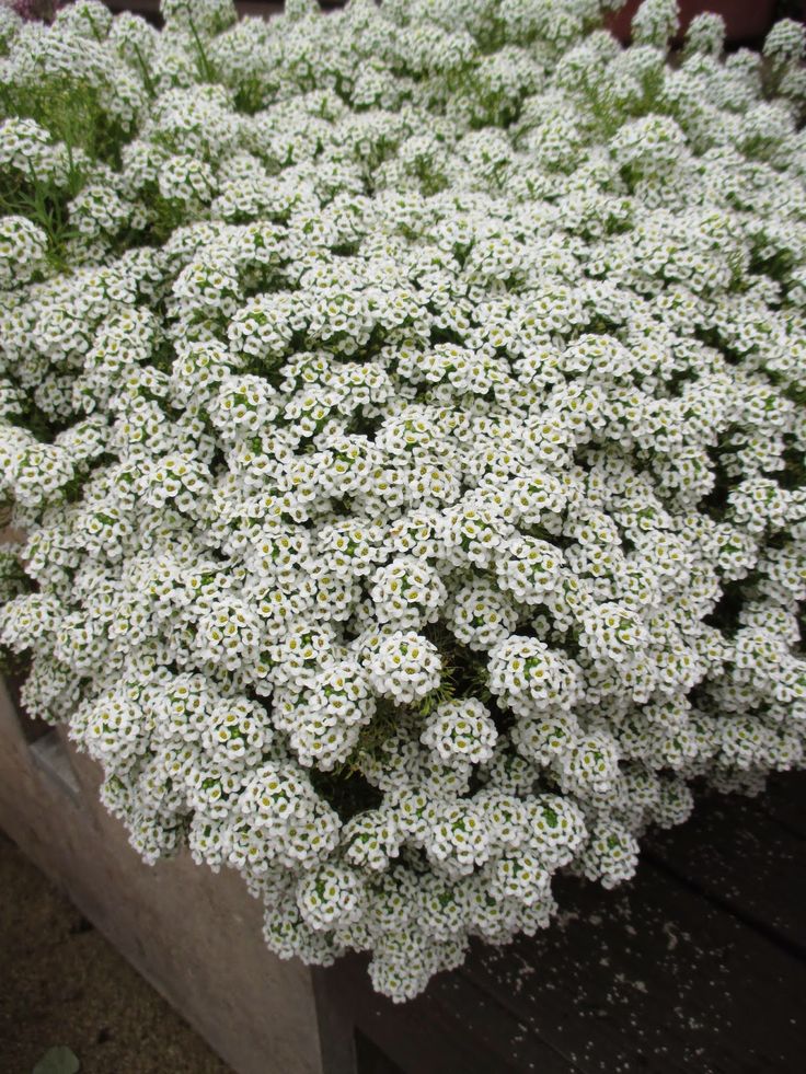 Medutis (Alisiukas)