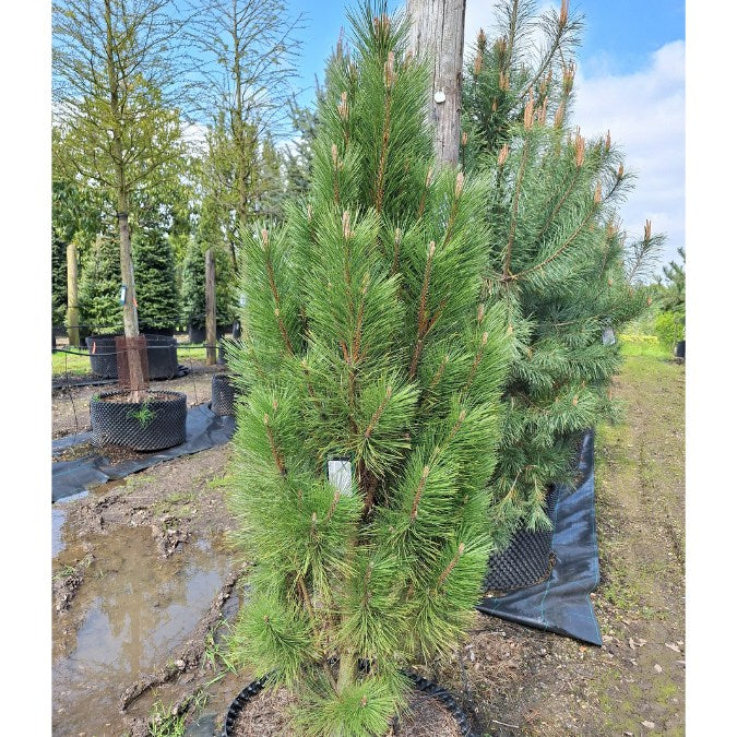 Pušis 'Pyramidalis'