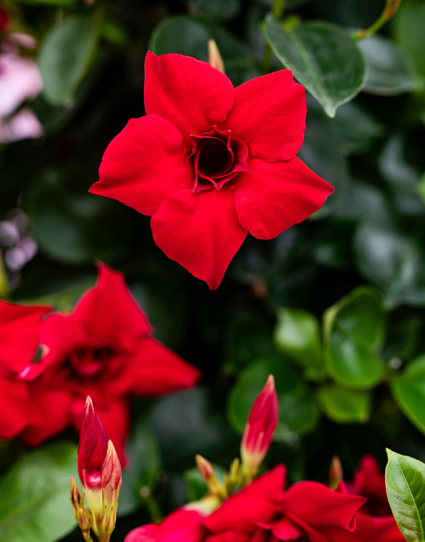 Sandovilė pilnavidurė raudona