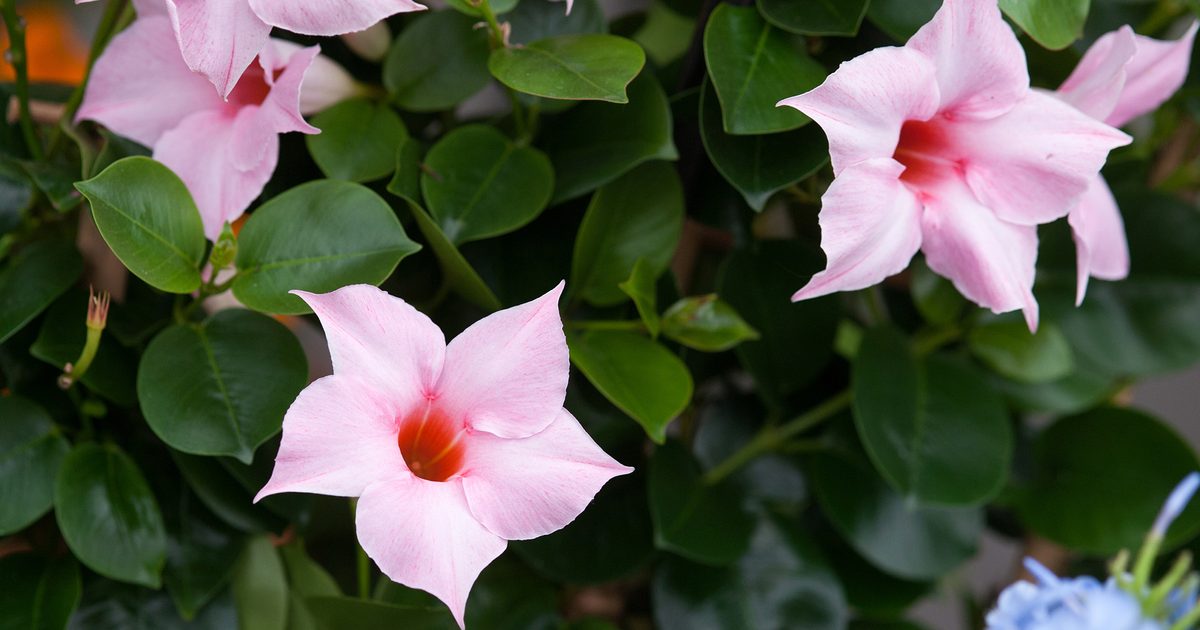 Sandovilė švelniai rožinė