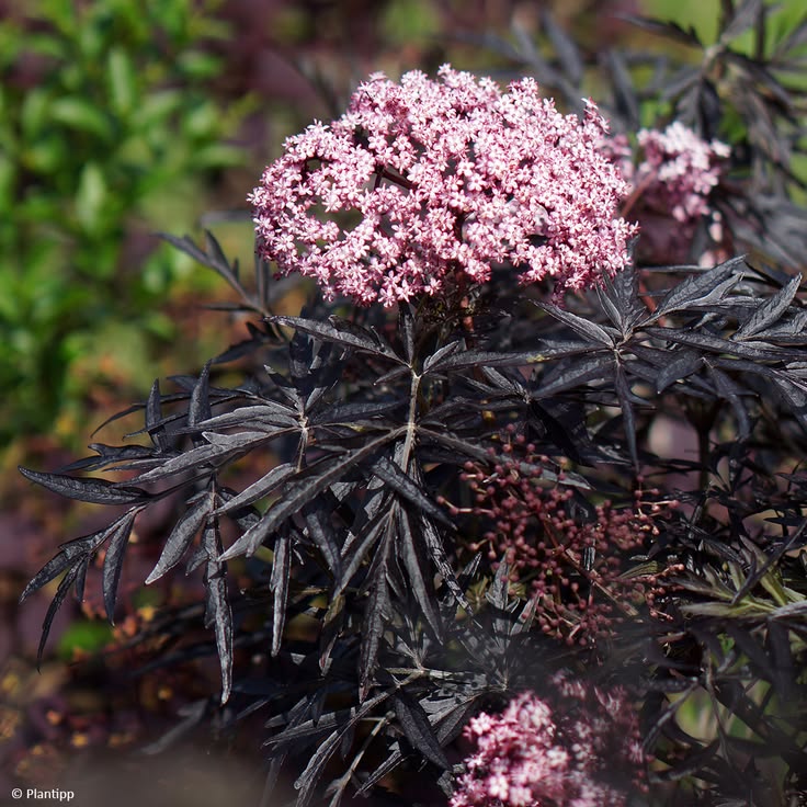 Šeivamedis juoduogis ‘Cherry Lace’