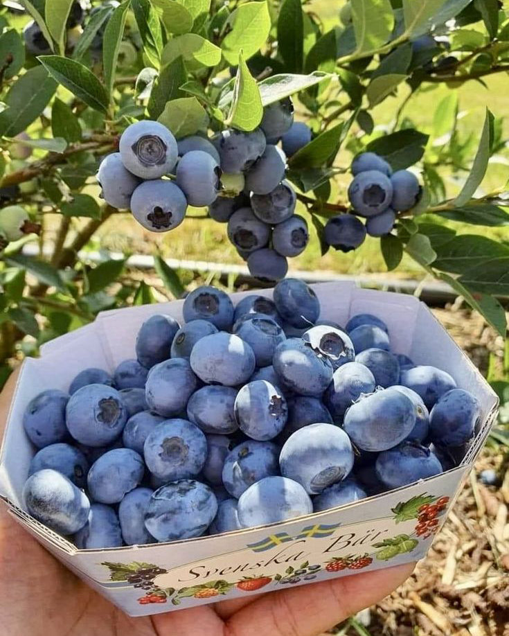 Šilauogė 'Chandler'