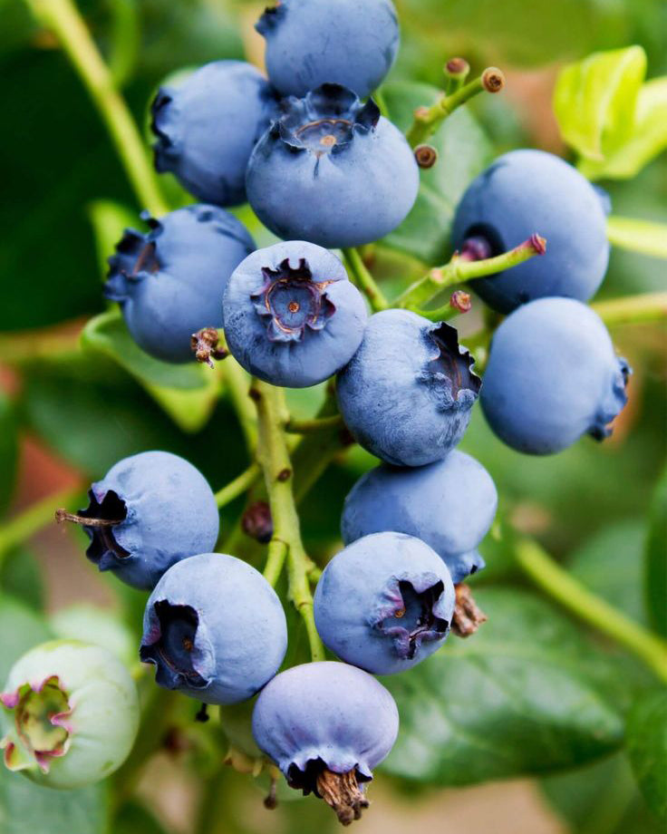 Šilauogė 'Bluecrop'