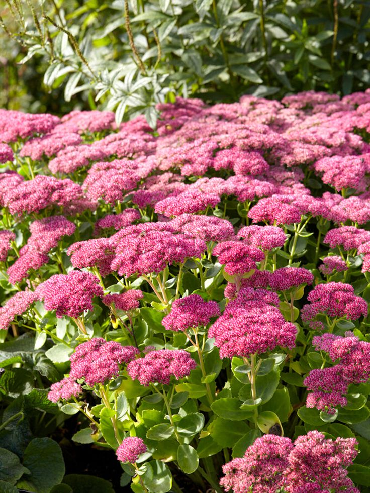 Šilokas HERBSTFREUDE Autumn Joy